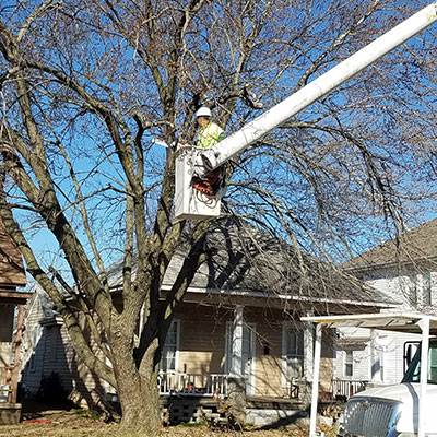 Tree Service